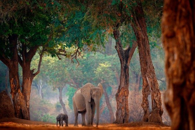 Mana Pools National Park